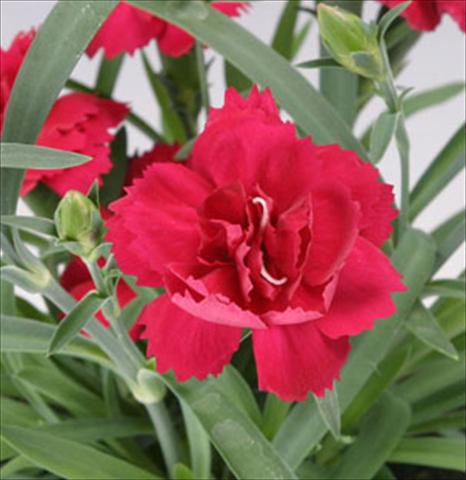 foto van een variëteit aan bloemen, te gebruiken als: Pot - en perkplant Dianthus caryophyllus Sun Charm Red