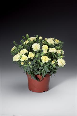 foto van een variëteit aan bloemen, te gebruiken als: Pot - en perkplant Dianthus caryophyllus Sun Charm Yellow