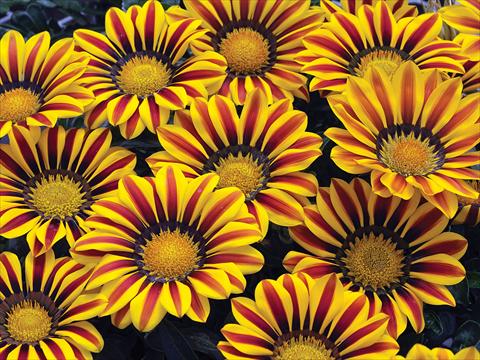foto van een variëteit aan bloemen, te gebruiken als: Pot - en perkplant Gazania Big Kiss Yellow Flame