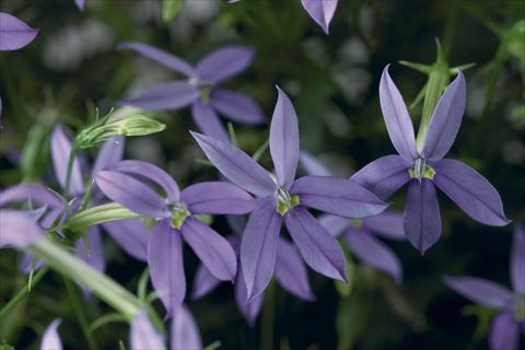 foto van een variëteit aan bloemen, te gebruiken als: Potplant, perkplant, patioplant, korfplant Laurentia Astro Blue