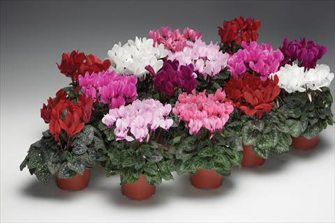 foto van een variëteit aan bloemen, te gebruiken als: Pot - en perkplant Cyclamen persicum Zanetto Mix
