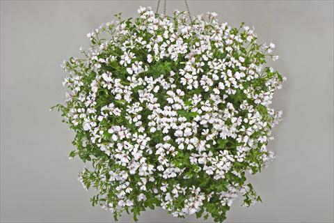 foto van een variëteit aan bloemen, te gebruiken als: Potplant, patioplant, korfplant Pelargonium peltatum Cascade White