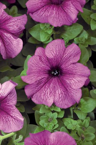 foto van een variëteit aan bloemen, te gebruiken als: Potplant, patioplant, korfplant Petunia grandiflora Bravo® F1 Plume