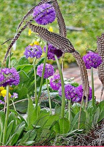 foto van een variëteit aan bloemen, te gebruiken als: Pot - en perkplant Primula denticulata Corolla Blue