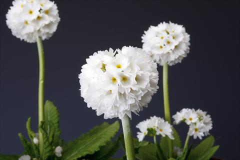 foto van een variëteit aan bloemen, te gebruiken als: Pot - en perkplant Primula denticulata Corolla White