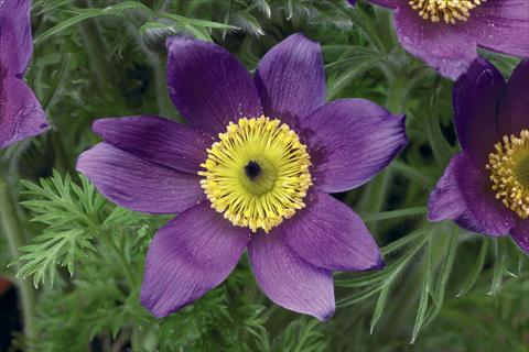 foto van een variëteit aan bloemen, te gebruiken als: Pot - en perkplant Pulsatilla vulgaris Pinwheel Blue Violet Shades