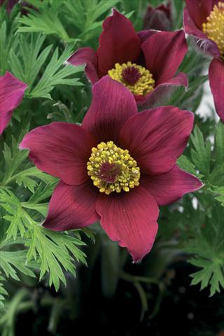 foto van een variëteit aan bloemen, te gebruiken als: Pot - en perkplant Pulsatilla vulgaris Pinwheel Dark Red Shades