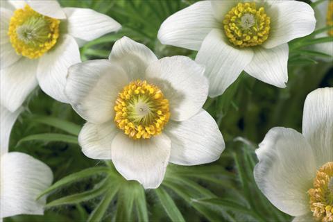 foto van een variëteit aan bloemen, te gebruiken als: Pot - en perkplant Pulsatilla vulgaris Pinwheel White
