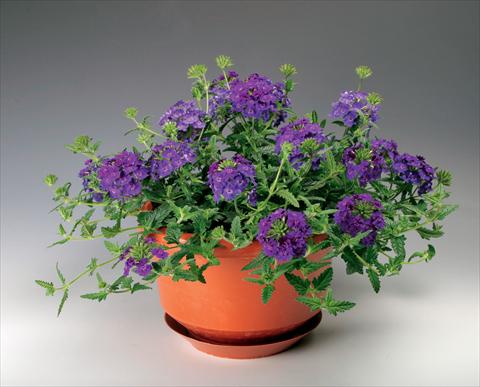 foto van een variëteit aan bloemen, te gebruiken als: Potplant, patioplant, korfplant Verbena Lanai® Denim Blu