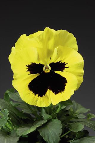 foto van een variëteit aan bloemen, te gebruiken als: Pot - en perkplant Viola wittrockiana Delta F1 Primrose w Blotch Improved