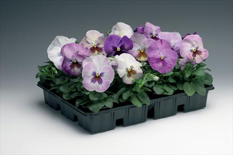 foto van een variëteit aan bloemen, te gebruiken als: Pot - en perkplant Viola wittrockiana Delta F1 Purple Surprise