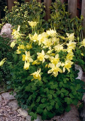 foto van een variëteit aan bloemen, te gebruiken als: Pot - en perkplant Aquilegia hybrida Spring Magic® Yellow