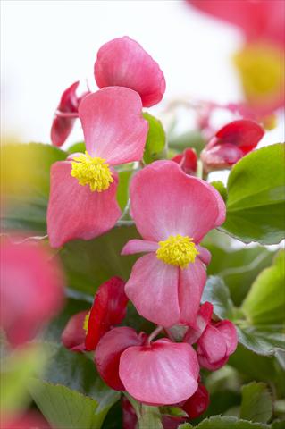 foto van een variëteit aan bloemen, te gebruiken als: Pot - en perkplant Begonia hybrida Kazan® Red