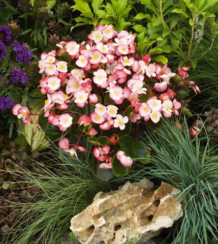 foto van een variëteit aan bloemen, te gebruiken als: Pot - en perkplant Begonia semperflorens Super Olympia® Bicolor
