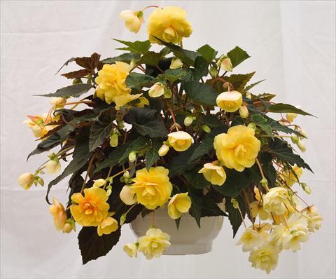foto van een variëteit aan bloemen, te gebruiken als: Potplant, perkplant, patioplant, korfplant Begonia tuberhybrida Illumination® Peaches