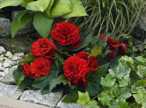 foto van een variëteit aan bloemen, te gebruiken als: Perkplant, potplant of korfplant Begonia tuberhybrida Primary® Deep Red