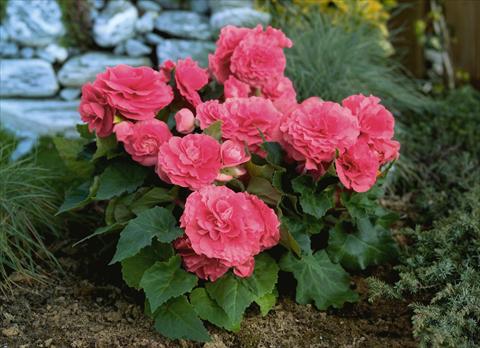 foto van een variëteit aan bloemen, te gebruiken als: Perkplant, potplant of korfplant Begonia tuberhybrida Primary® Pink Shades