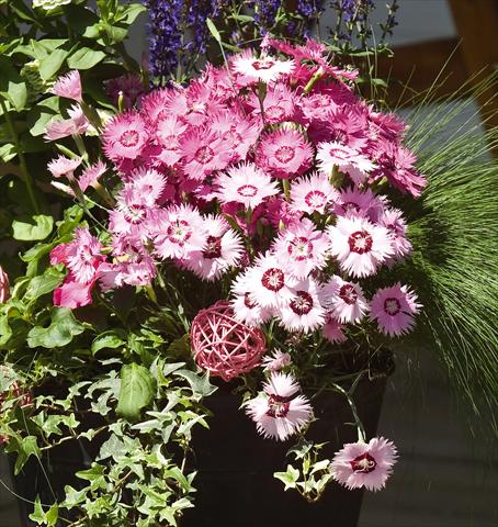 foto van een variëteit aan bloemen, te gebruiken als: Pot - en perkplant Dianthus gratianapolitanus Flavora Rose Shades