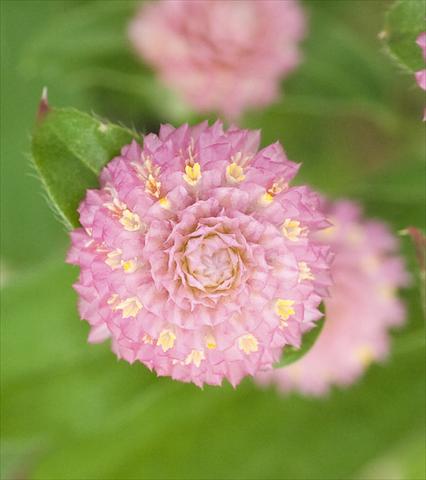 foto van een variëteit aan bloemen, te gebruiken als: Pot - en perkplant Gomphrena globosa Las Vegas Pink