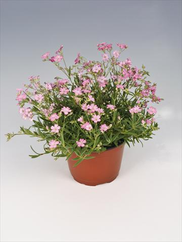 foto van een variëteit aan bloemen, te gebruiken als: Potplant, perkplant, patioplant Gypsophila repens Filou Rose