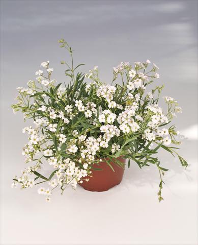 foto van een variëteit aan bloemen, te gebruiken als: Potplant, perkplant, patioplant Gypsophila repens Filou White