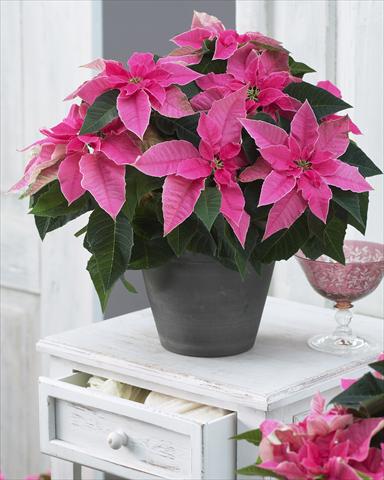 foto van een variëteit aan bloemen, te gebruiken als: Pot Poinsettia - Euphorbia pulcherrima Princettia® Hot Pink