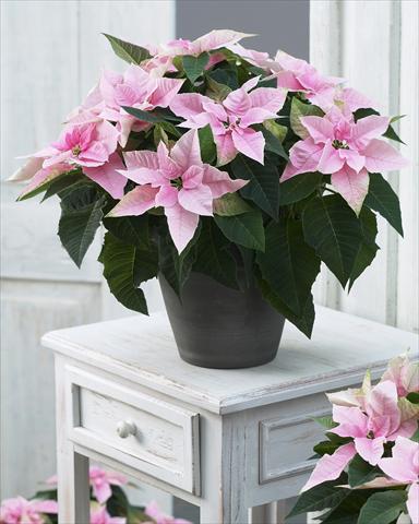 foto van een variëteit aan bloemen, te gebruiken als: Pot Poinsettia - Euphorbia pulcherrima Princettia® Pink