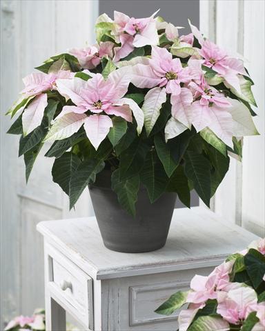 foto van een variëteit aan bloemen, te gebruiken als: Pot Poinsettia - Euphorbia pulcherrima Princettia® Soft Pink