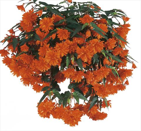 foto van een variëteit aan bloemen, te gebruiken als: Potplant, patioplant, korfplant Begonia cultivars Orange DSG®