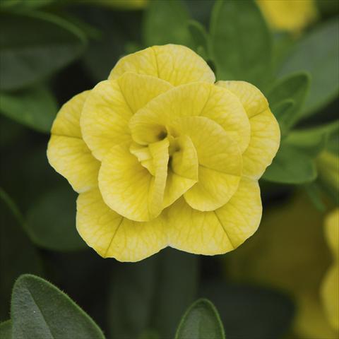 foto van een variëteit aan bloemen, te gebruiken als: Potplant, perkplant, patioplant, korfplant Calibrachoa MiniFamous® Double Lemon sel®