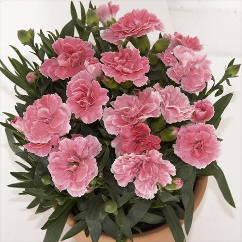 foto van een variëteit aan bloemen, te gebruiken als: Potplant, perkplant, patioplant Dianthus caryophyllus SuperTrouper® Oscar Light Pink sel