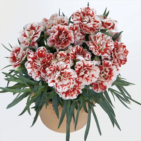 foto van een variëteit aan bloemen, te gebruiken als: Potplant, perkplant, patioplant Dianthus caryophyllus SuperTrouper® Sammy sel