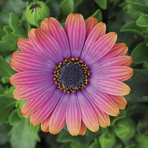 foto van een variëteit aan bloemen, te gebruiken als: Pot - en perkplant Osteospermum FlowerPower® Deluxe sel® Copper Amethyst