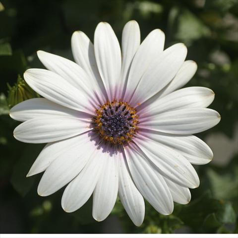 foto van een variëteit aan bloemen, te gebruiken als: Pot - en perkplant Osteospermum FlowerPower® Deluxe sel® Milky Way