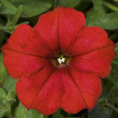 foto van een variëteit aan bloemen, te gebruiken als: Potplant, perkplant, patioplant, korfplant Petunia CompactFamous™ Red Fire evol sel®