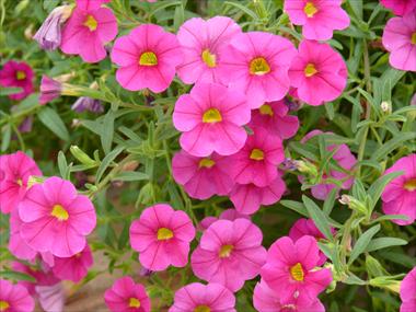 foto van een variëteit aan bloemen, te gebruiken als: Korf / Pot Calibrachoa Star Pink