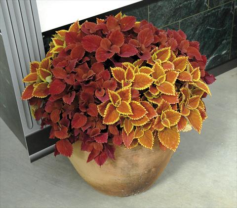 foto van een variëteit aan bloemen, te gebruiken als: Pot - en perkplant Coleus blumei Coleus blended