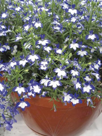 foto van een variëteit aan bloemen, te gebruiken als: Potplant, perkplant, patioplant, korfplant Lobelia Superstar