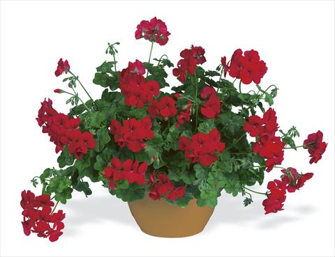 foto van een variëteit aan bloemen, te gebruiken als: Perkplant, patioplant, korfplant Pelargonium peltatum pac® Happy Face Velvet Red