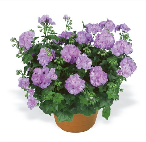 foto van een variëteit aan bloemen, te gebruiken als: Perkplant, patioplant, korfplant Pelargonium peltatum pac® Lilly