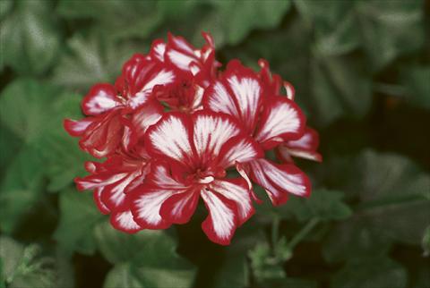 foto van een variëteit aan bloemen, te gebruiken als: Perkplant, patioplant, korfplant Pelargonium peltatum pac® Mexica Granatit