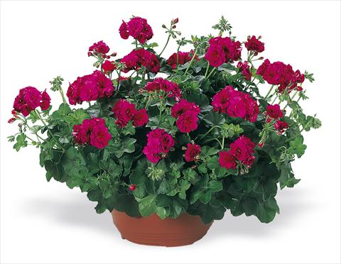 foto van een variëteit aan bloemen, te gebruiken als: Perkplant, patioplant, korfplant Pelargonium peltatum pac® Nealit Improved