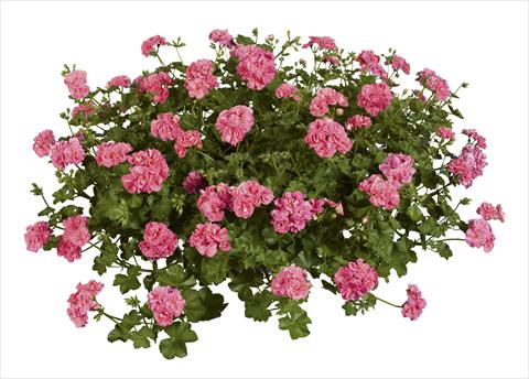 foto van een variëteit aan bloemen, te gebruiken als: Perkplant, patioplant, korfplant Pelargonium peltatum pac® Pink Sybil