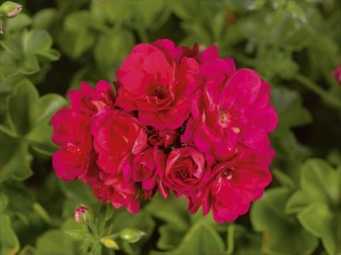 foto van een variëteit aan bloemen, te gebruiken als: Perkplant, patioplant, korfplant Pelargonium peltatum pac® Purple Sybil