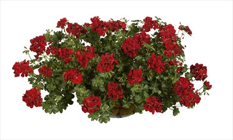 foto van een variëteit aan bloemen, te gebruiken als: Potplant, perkplant, patioplant Pelargonium peltatum pac® Ruby
