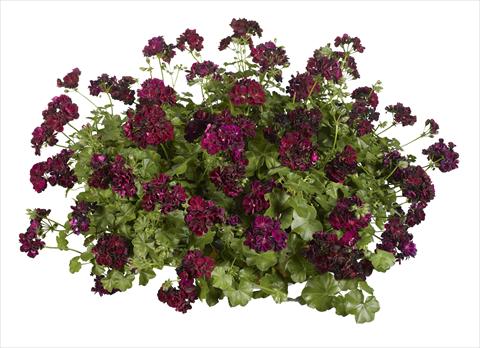 foto van een variëteit aan bloemen, te gebruiken als: Potplant, perkplant, patioplant Pelargonium peltatum pac® Tommy