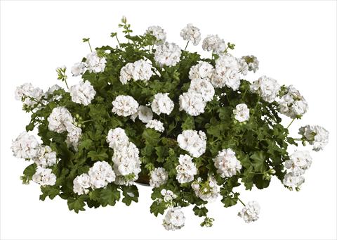 foto van een variëteit aan bloemen, te gebruiken als: Perkplant, patioplant, korfplant Pelargonium peltatum pac® White Pearl