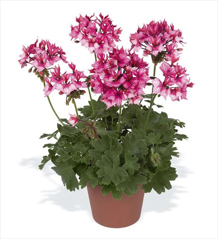 foto van een variëteit aan bloemen, te gebruiken als: Potplant, perkplant, patioplant Pelargonium zonale pac® Fireworks Bicolor
