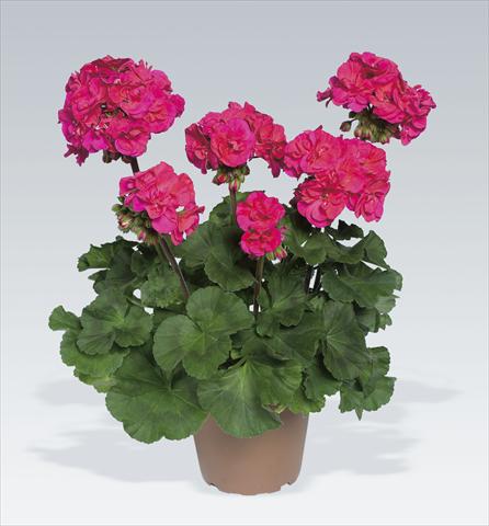 foto van een variëteit aan bloemen, te gebruiken als: Potplant, perkplant, patioplant Pelargonium zonale pac® Marena