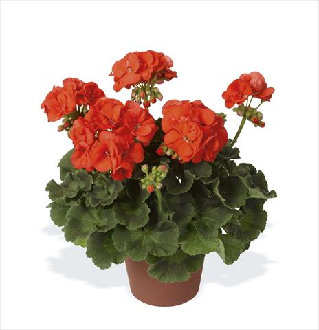 foto van een variëteit aan bloemen, te gebruiken als: Potplant, perkplant, patioplant Pelargonium zonale pac® Morning Sun